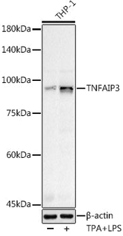 TNFAIP3 Rabbit pAb