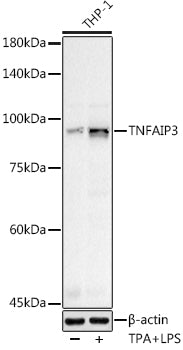 TNFAIP3 Rabbit pAb