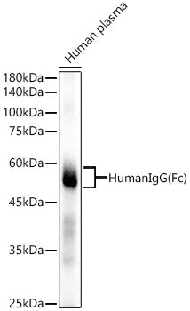 Human IgG (Fc) Rabbit mAb