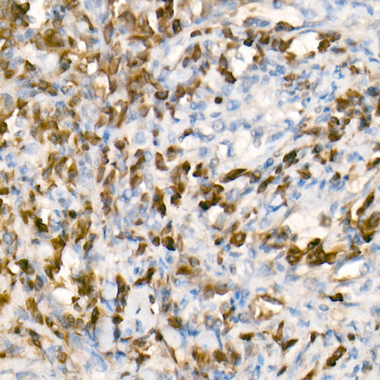 Human IgG (Fc) Rabbit mAb