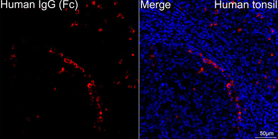 Human IgG (Fc) Rabbit mAb
