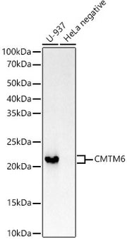CMTM6 Rabbit mAb