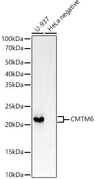 CMTM6 Rabbit mAb