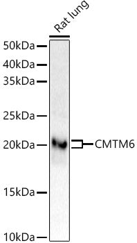 CMTM6 Rabbit mAb