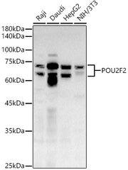POU2F2 Rabbit pAb