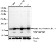 Acetyl-Histone H3-K9/K14/K18/K23/K27 Rabbit pAb