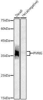 PVRIG Rabbit pAb