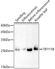 TIFY11B Rabbit pAb