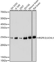 PGP9.5/UCHL1 Rabbit pAb