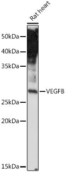 VEGFB Rabbit pAb