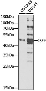 [KO Validated] IRF9 Rabbit pAb
