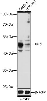[KO Validated] IRF9 Rabbit pAb