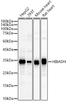 HIBADH Rabbit pAb