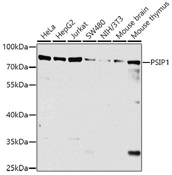 PSIP1 Rabbit pAb