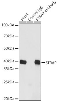 [KO Validated] STRAP Rabbit pAb