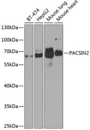 PACSIN2 Rabbit pAb