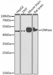 CNPase Rabbit pAb