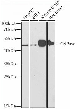 CNPase Rabbit pAb