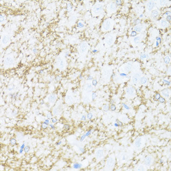CNPase Rabbit pAb