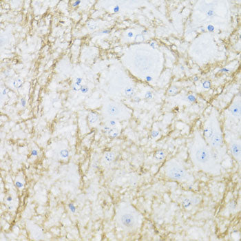 CNPase Rabbit pAb