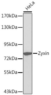 Zyxin Rabbit pAb