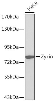 Zyxin Rabbit pAb