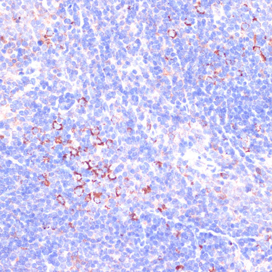 Zyxin Rabbit pAb
