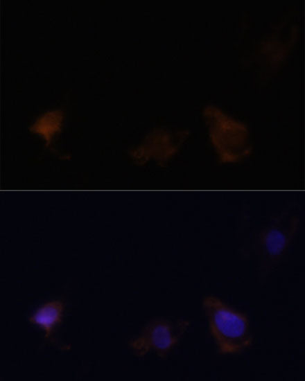 Zyxin Rabbit pAb