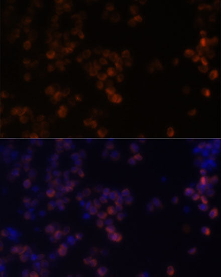 Zyxin Rabbit pAb