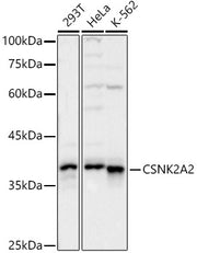 CSNK2A2 Rabbit pAb