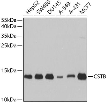 CSTB Rabbit pAb