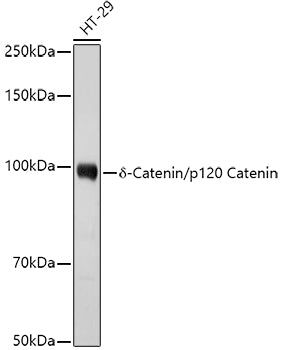 δ-Catenin/p120 Catenin Rabbit pAb