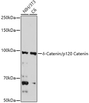 δ-Catenin/p120 Catenin Rabbit pAb
