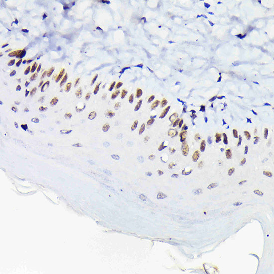 p63 Rabbit pAb