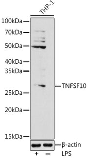 TNFSF10 Rabbit pAb