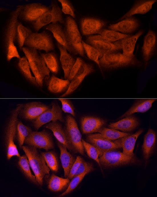 HDAC3 Rabbit pAb