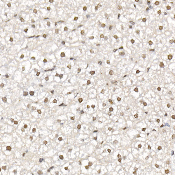 HDAC3 Rabbit pAb