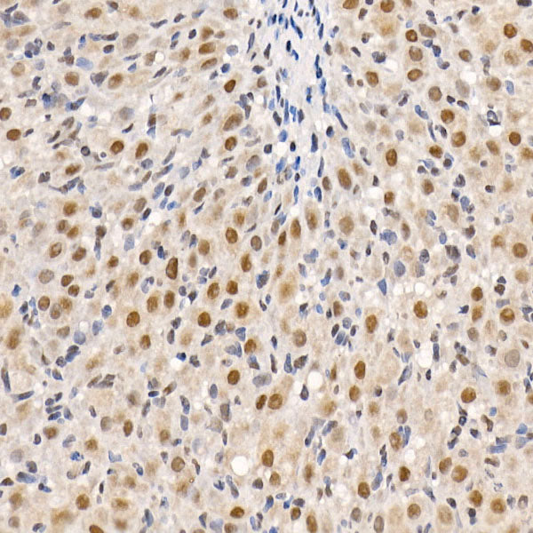 HDAC3 Rabbit pAb