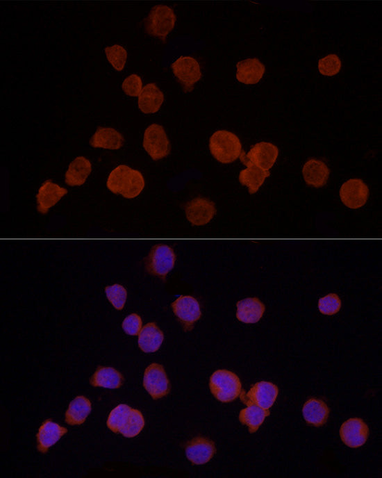 HDAC3 Rabbit pAb