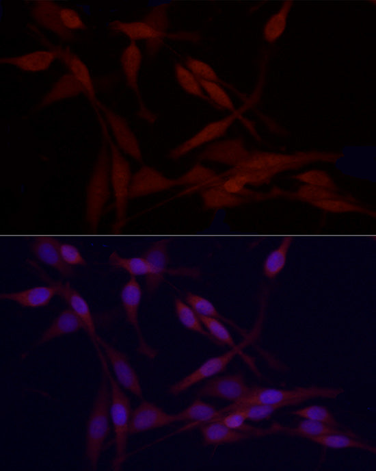 HDAC3 Rabbit pAb