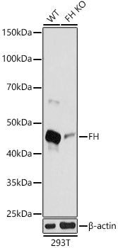 [KO Validated] FH Rabbit pAb