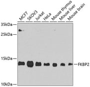 FKBP2 Rabbit pAb