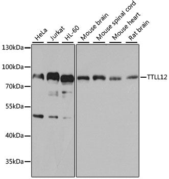TTLL12 Rabbit pAb