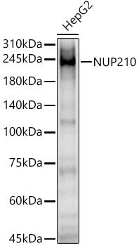NUP210 Rabbit pAb