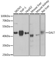GALT Rabbit pAb