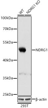 [KO Validated] NDRG1 Rabbit pAb