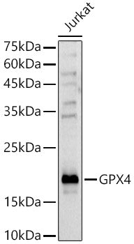 [KD Validated] GPX4 Rabbit pAb