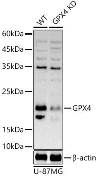 [KD Validated] GPX4 Rabbit pAb