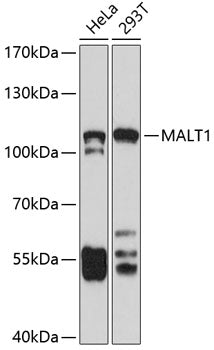 MALT1 Rabbit pAb