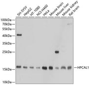 HPCAL1 Rabbit pAb
